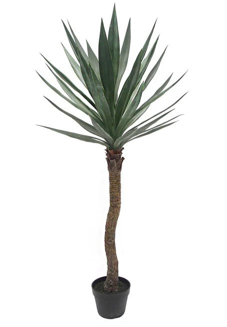 Yucca 52'' Plant