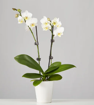 White Orchid
