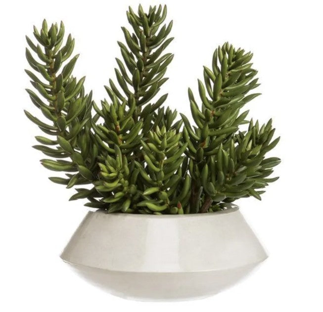 115H14W14"L  Senecio In Planter