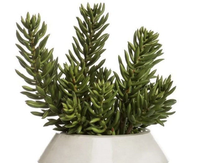 Senecio Succulent