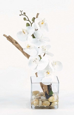 White Orchid with Ghost Wood in Glass Cube | 17"H x 7"W x 5"D