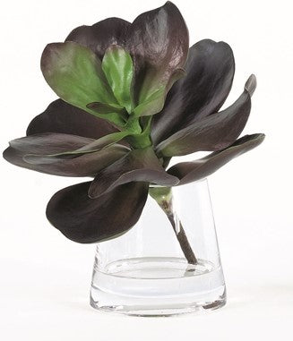 Midnight Kalanchoe in Water | 12"H X 12"W X 12"D