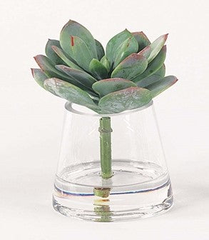 Touch of Mauve Echeveria in Water | 6"H X 5"W X 5"D
