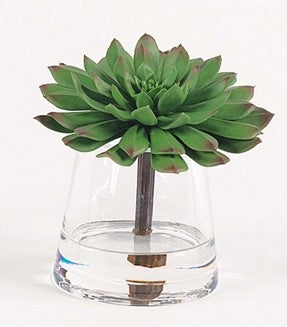 Deep Green Succulent in Water | 6"H X 6"W X 6"D