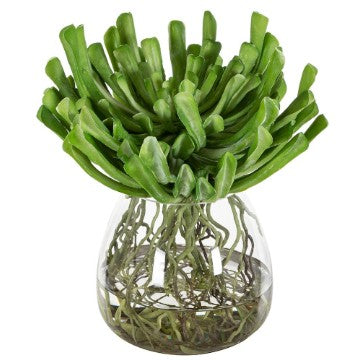 13" Echeveria W/ Roots in Glass