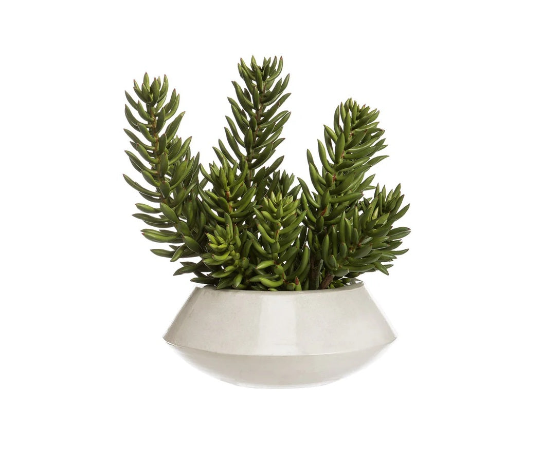Senecio Succulent