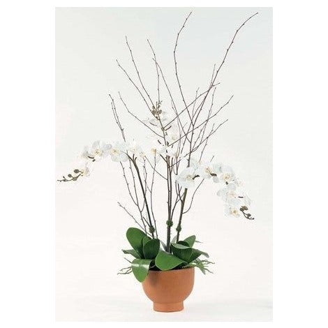 White Orchids in Small Terra Cotta Urn
