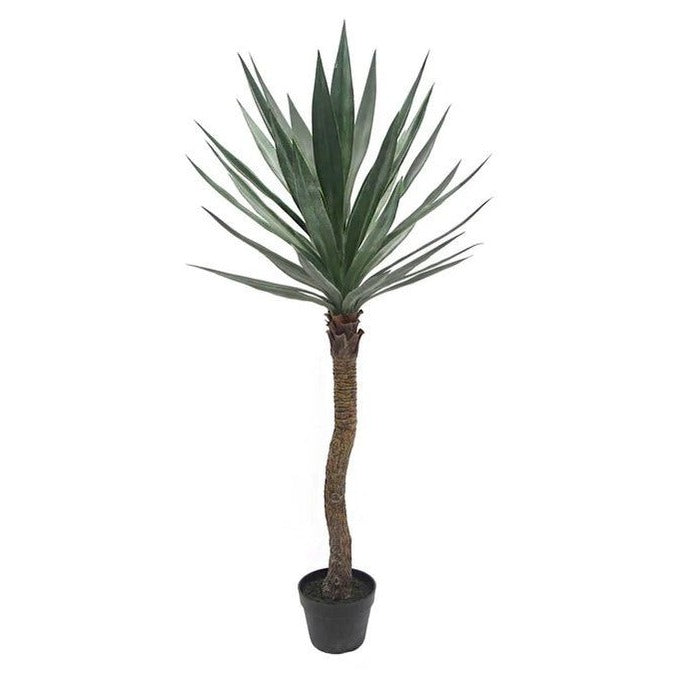 Yucca 52'' Plant