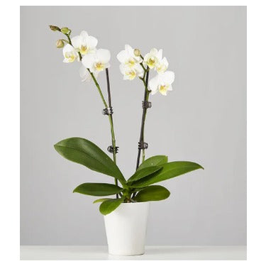 White Orchid