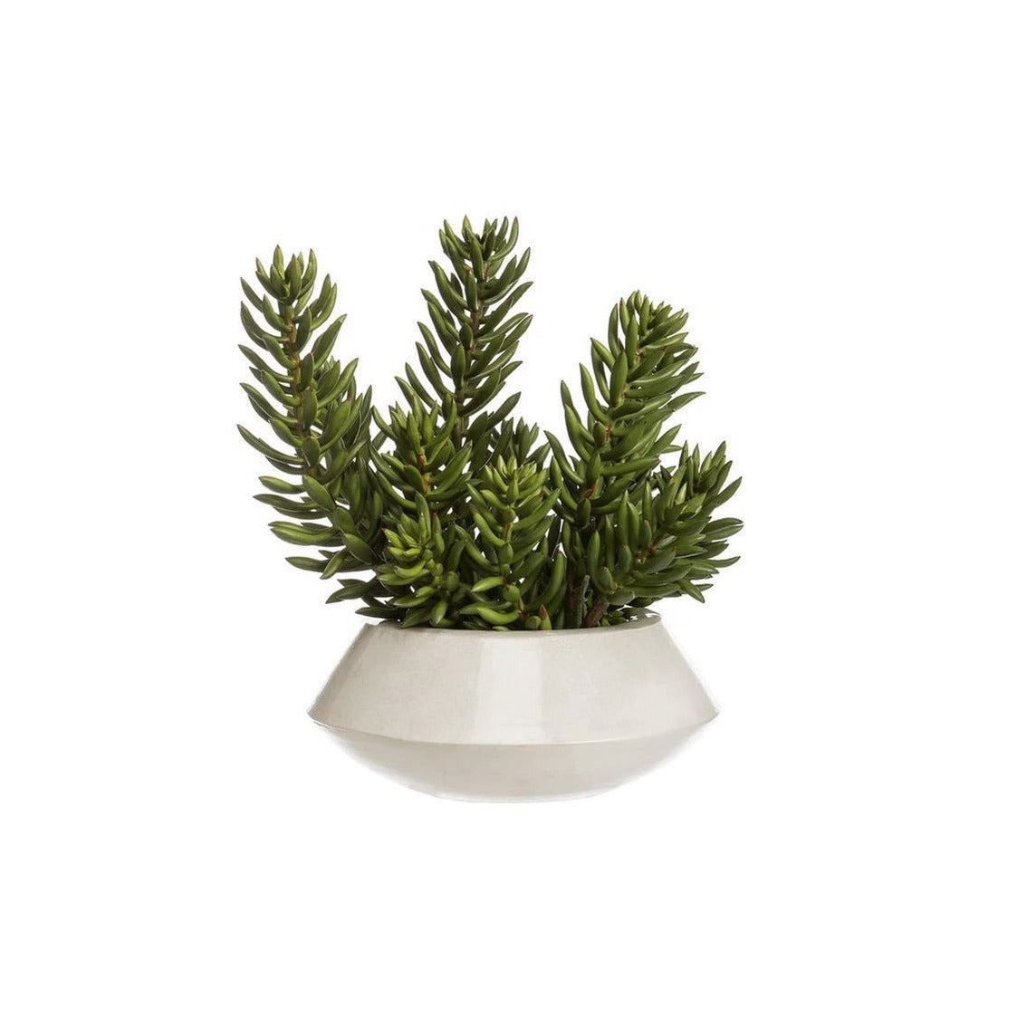 Senecio Succulent