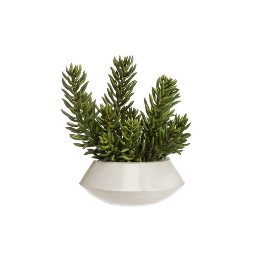 Senecio Succulent