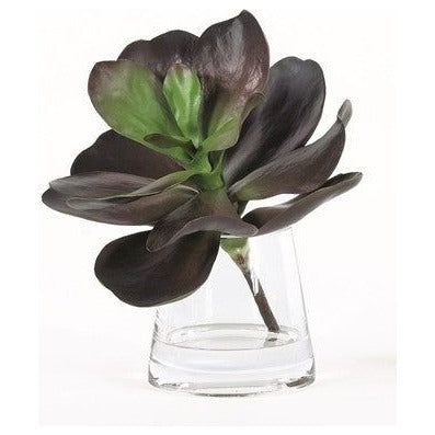 Midnight Kalanchoe in Water 