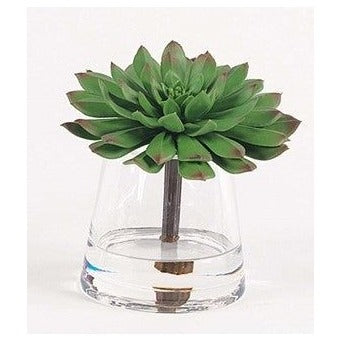 Deep Green Succulent in Water 