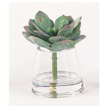 Touch of Mauve Echeveria in Water 