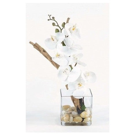 White Orchid with Ghost Wood in Glass Cube 